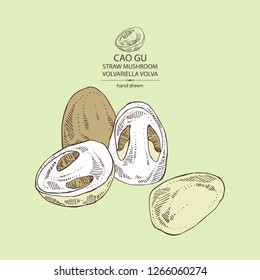 Straw mushroom: Cao Gu mushroom and a bit of volvariella volvacea. Mushroom. Vector hand drawn illustration