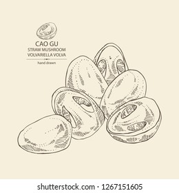 Straw mushroom: Cao Gu mushroom and a bit of volvariella volvacea. Mushroom. Vector hand drawn illustration