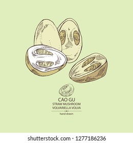 Straw mushroom: Cao Gu mushroom and a bit of volvariella volvacea. Mushroom. Vector hand drawn illustration