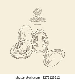 Straw mushroom: Cao Gu mushroom and a bit of volvariella volvacea. Mushroom. Vector hand drawn illustration