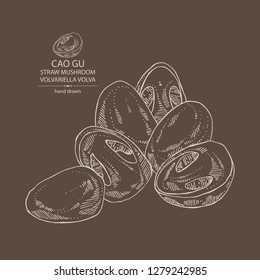 Straw mushroom: Cao Gu mushroom and a bit of volvariella volvacea. Mushroom. Vector hand drawn illustration