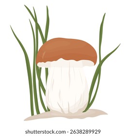 Straw mushroom. Vector Stock Illustration. Isolated on white background. brown hat on stalk.