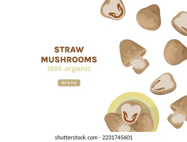 Straw mushrooms banner. Organic farm product cao gu