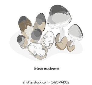 Straw mushrooms vector illustration, edible fungus, Asian food, for vegetarians, Components of Thai food, tom yum type