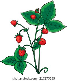 Strawberries