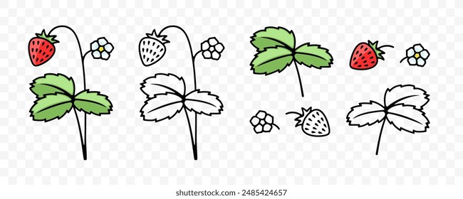 Strawberries, berries, flower and leaf, graphic design. Wild strawberries and strawberry, plant, fruit and food, nature, vector design and illustration