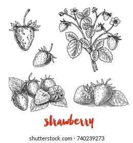 Strawberries, a branch of ripe strawberries, berries, hand-drawn graphics, sketch