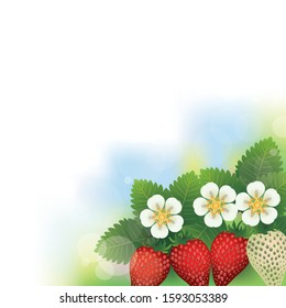 strawberries in the bright sunlight