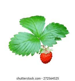 Strawberries closeup with green leaves. Vector illustration.