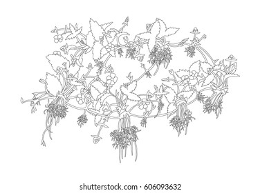 Strawberries contour draw