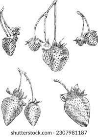Strawberries drawing in an engraving and etching style of illustration.