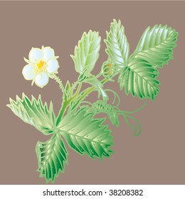 strawberries flower