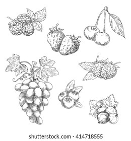 Strawberries, grape vine with tendrils and bunch of ripe grapes, raspberries, cherries, blackberries, gooseberries and blueberries fruits sketches