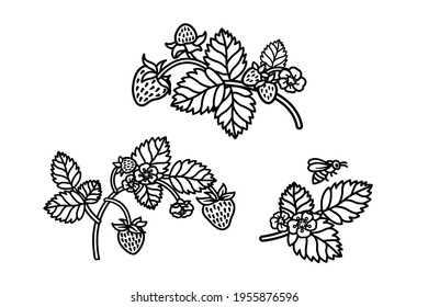 Strawberries hand drawn illustration. Black and white vector drawing of strawberries. Blooming strawberries vintage style drawing. Strawberry branch with flowers and bees.