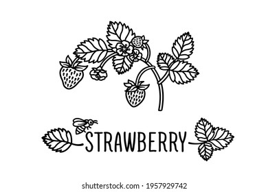 Strawberries hand drawn illustration. Black and white vector drawing of strawberries. Blooming strawberries vintage style drawing. Strawberry branch with flowers and bees.
