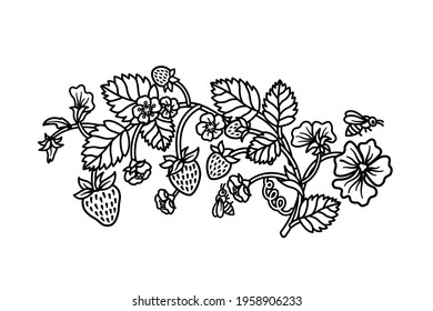 Strawberries hand drawn illustration. Black and white vector drawing of strawberries. Blooming strawberries vintage style drawing. Strawberry branch with flowers and bees.