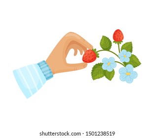 Strawberries on the stem. Vector illustration on a white background.