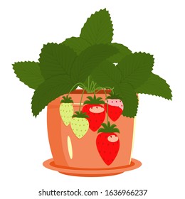 Strawberries in a pot. Vector isolated image of indoor strawberries on a white background. Flat style