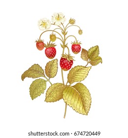 Strawberries. Realistic color vector illustration plant. Hand drawing berries. Red fruit, green leaf, branch isolated on white background. Decoration products for health and beauty. Vintage.