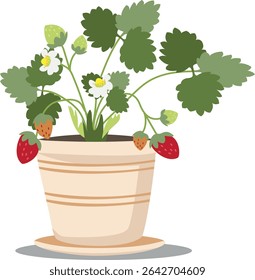 Strawberries with ripe berries and flowers in a flowerpot. Vegetable garden on the windowsill. Vector illustration on a white background.