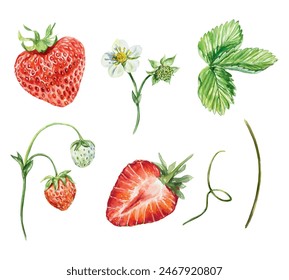 Strawberries set, watercolor. Green leaves, red berries, flowers, stem, tendrils. Vector illustration. For cards, invitations, covers, banners, tea, juice, jam, cosmetics labels.