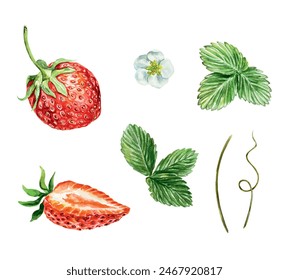 Strawberries set, watercolor. Green leaves, flowers, red berries, stem, tendrils. Vector illustration. For cards, invitations, covers, banners, tea, juice, jam, cosmetics labels.