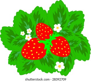 strawberries with sheets isolated on white
