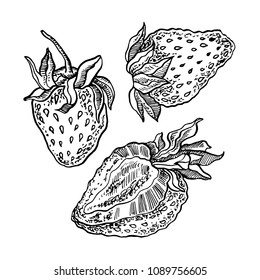 Strawberries. Vector hand drawn graphic illustration.