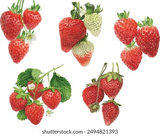 Strawberries, watercolor painting style illustration.