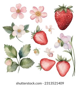 Strawberries in watercolor set with flowers and leaves with branches, tropical organic fruit food vector illustration pattern