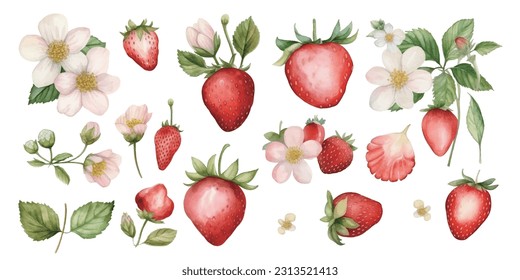 Strawberries in watercolor set with flowers and leaves with branches, tropical organic fruit food vector illustration pattern