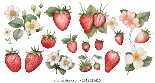 Strawberries in watercolor set with flowers and leaves with branches, tropical organic fruit food vector illustration pattern