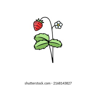 Erdbeeren und wilde Erdbeeren, Beeren, Vektordesign und Illustration. Lebensmittel, Natur, Landwirtschaft und Landwirtschaft, Symbol und Logo