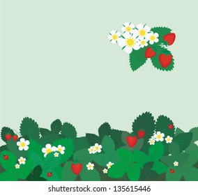 strawberry