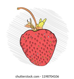 strawberry appetizing on a white background. sketch technique.