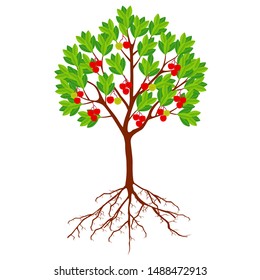 Strawberry arbutus tree with berries and roots on a white background.