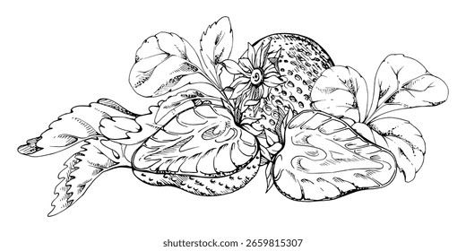 Bayas de fresa llenas y cortadas por la mitad con hojas dibujadas a mano en tinta de Vector, cosecha madura del jardín forestal, grupo del montón. Ilustración botánica aislada. Menú de postres, tienda de comestibles, mercado de agricultores, cosméticos