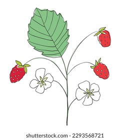 Strawberry berries, leaves, strawberry flowers. Hand drawn vector illustration.