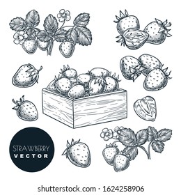 Strawberry berries sketch vector illustration. Sweet berries harvest in wooden basket. Hand drawn garden agriculture and farm isolated design elements.