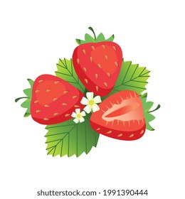 Strawberry berries are whole and cut against the background of leaves. Vector illustration on an isolated background in a flat style