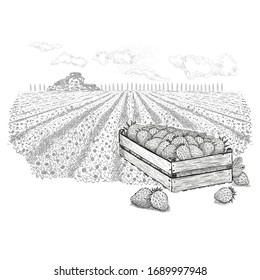 Strawberry berries in wood box beside field and a farm on the horizon.Vector illustration in sketch style on a white background