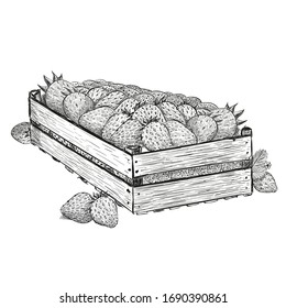 Erdbeerbeeren in Holzkisten. Vektorillustration im Skizzenstil einzeln auf Weiß