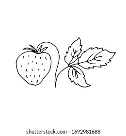Strawberry Berry. Line drawing. Vector illustration.