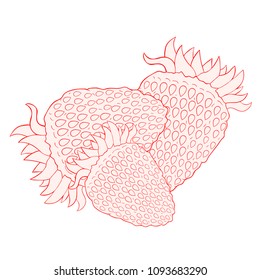 strawberry berry natural  summer  vector illustration