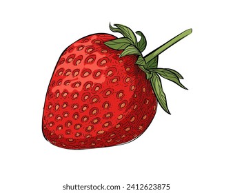 Strawberry berry red color sketch hand drawn style sweet food with green leaves vector illustration isolated on white background
