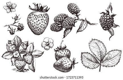 Strawberry and blackberry hand drawn set / Vector illustation isolated on white