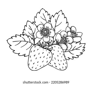 Strawberry blooming bush closeup hand drawn coloring book page. Two whole ripe berries with blossom flowers and leaves black and white sketch. Outline clip art for print greeting card poster patches