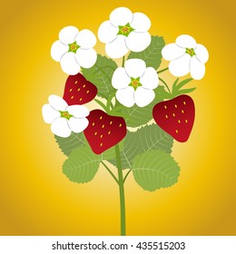 Strawberry blossoms branch