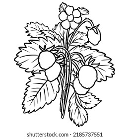 Strawberry botanical lineart vector icon. Berries comic style image. Hand drawn isolated lineart illustration for prints, designs, cards. For books, stickers, posters
