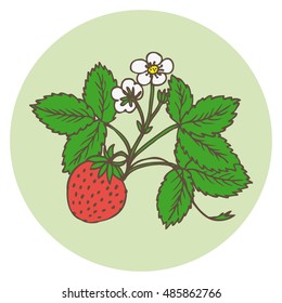 Strawberry  branch with berry and blossom. Hand drawing  vector illustration. 